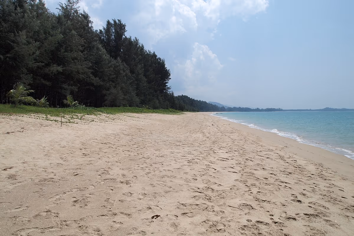 Large plage de sable de Khao Lak bordée de pins et de mer turquoise, province de Phang Nga
