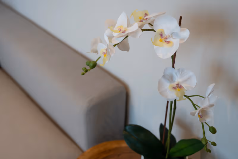 Bougainvillea Villa 63