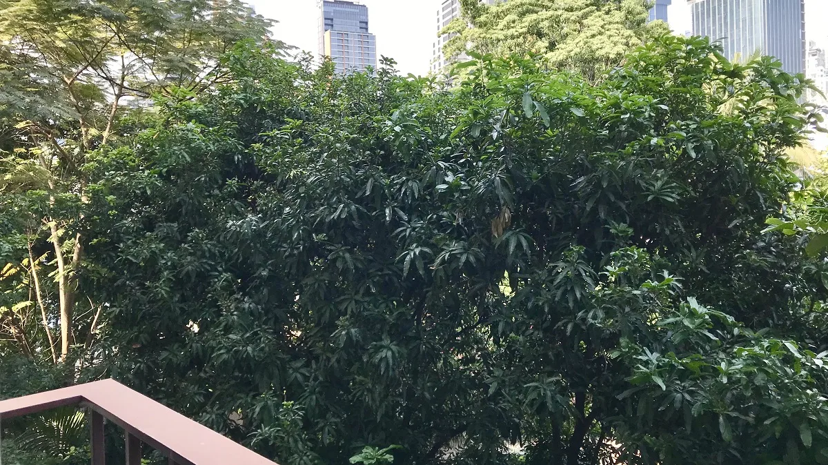 Condolette Dwell Sukhumvit 26 9