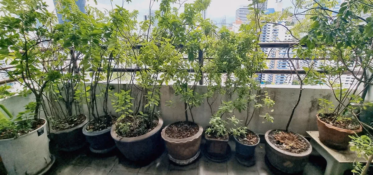 Liberty Park Sukhumvit 23 2